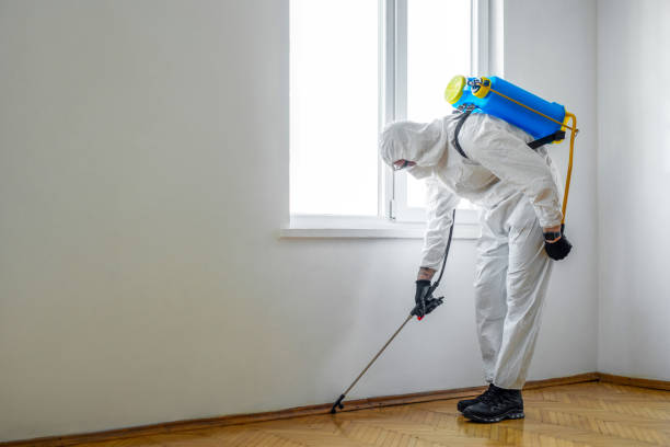 Best Rat Extermination Near Me  in Morrison, IL