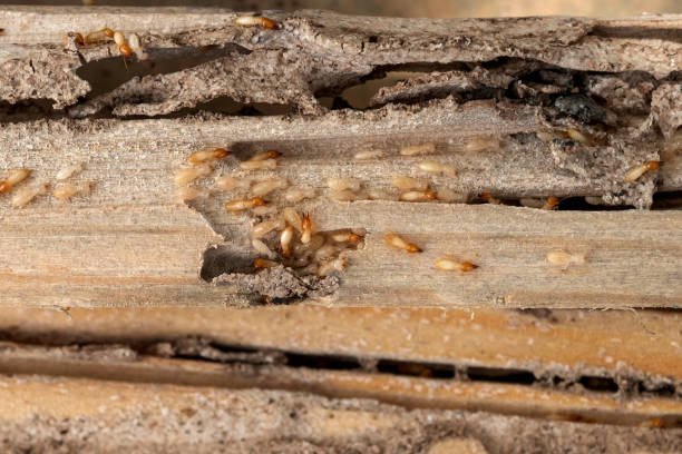 Best Bed Bug Extermination  in Morrison, IL